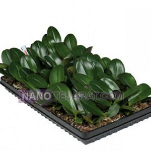 نشاء گیاهان وارداتی و خاص نشاء گیاهان وارداتی و خاص